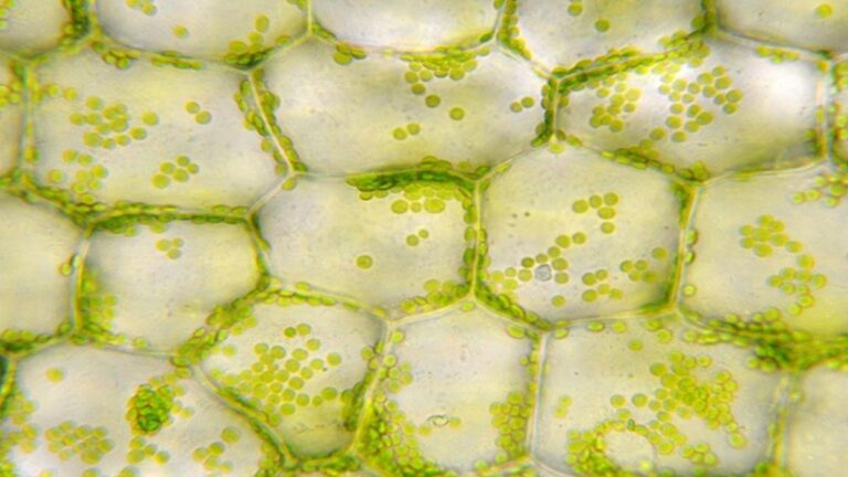 Kloroplast nedir? Kloroplastın görevi, yapısı ve özellikleri nelerdir?