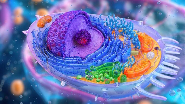 Koful nedir? Koful’un görevi, yapısı ve özellikleri nelerdir?