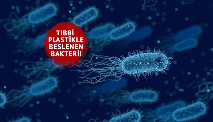 Tüm dünyada tehdit: Hastanelerde tıbbi plastikle beslenen bu bakteriler 560 bin kişiyi öldürdü!
