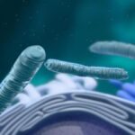 Golgi gövdesi nedir? Golgi nesnesinin görevleri, özellikleri ve hücreleri nelerdir?