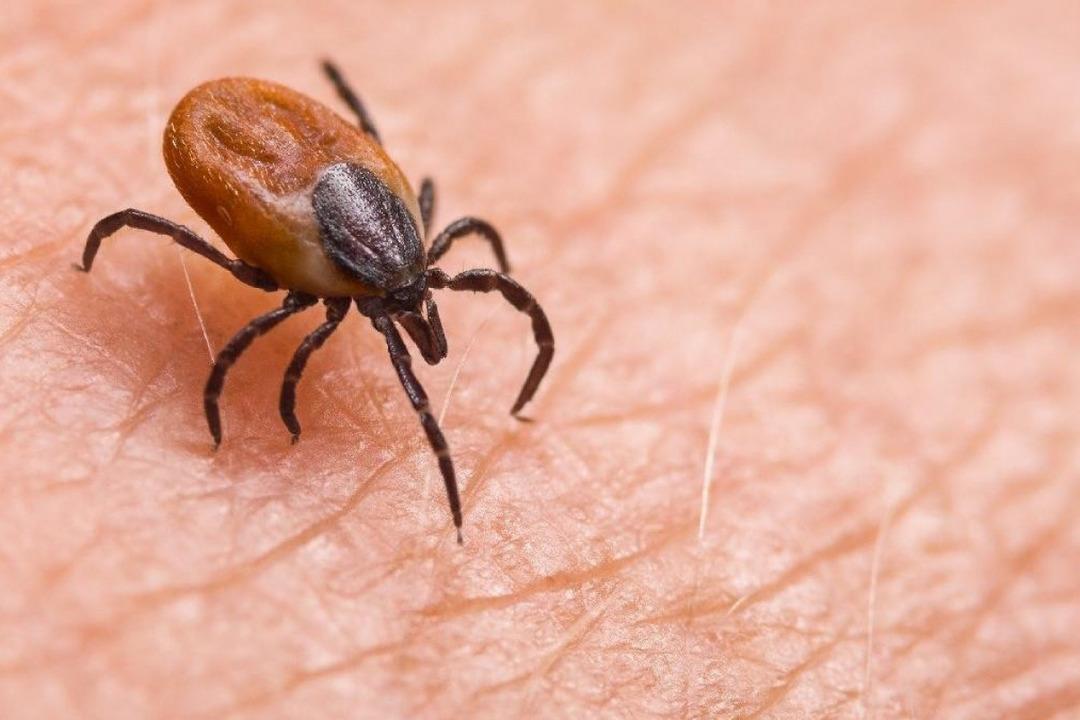 Isırık vakalarında ciddi artış! 15 gün boyunca kan emerek yaşıyorlar: 