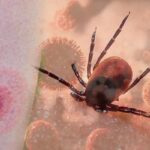 Keneler Tehlike: Lyme hastalığa neden olur: bu semptomlara dikkat! Uzmanlar uyarıyor: “Lyme hastalığı ölümcül olabilir”