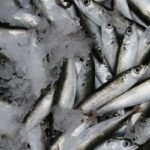 Yaşlanmayı geciktiren lezzet: Sardina! Ege Kuzey’in lezzetinin mirası, cilt, saç ve tırnakların sağlığı için doğal destek …