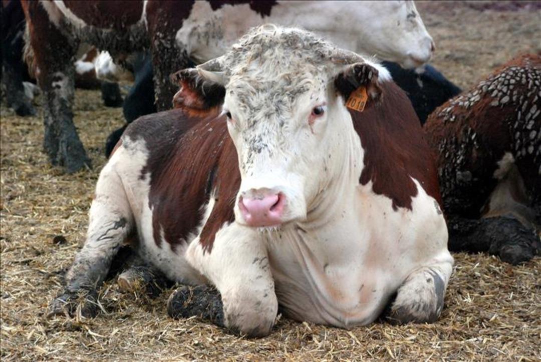 Türkiye'de yıllar sonra ölümcül hastalık! Korkutucu belirtileri olan deli dana hastalığı vakaları paniğe neden oldu: 