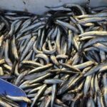 Palamut Gürcistan’ı terk edince hamsi tezgahları doldurdu